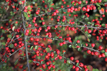 Similar image 21826151