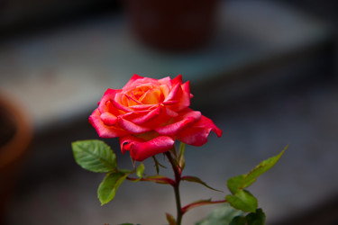 Similar image 21817333