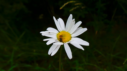 Similar image 21816504