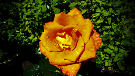 Similar image 21817228