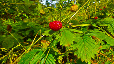 Similar image 21817236