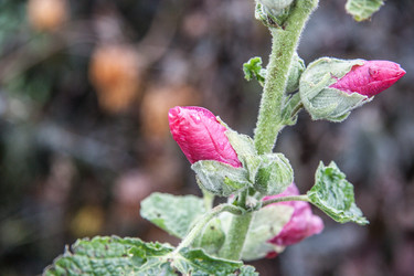 Similar image 21817252