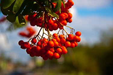 Similar image 21817312