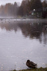 Similar image 21817897