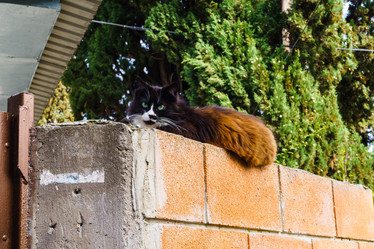 Similar image 21817906