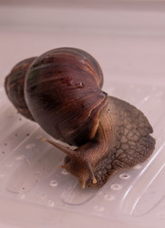 Similar image 21819764