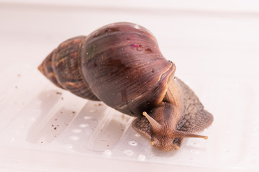 Similar image 21819766