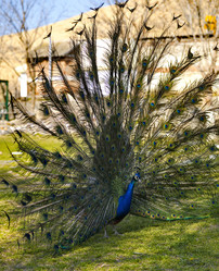 Similar image 21816164