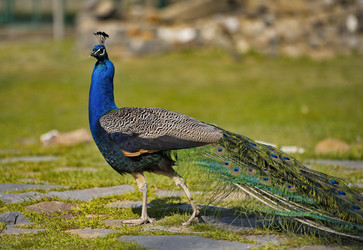 Similar image 21816165