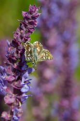 Similar image 21814937