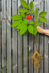 Similar image 21815753