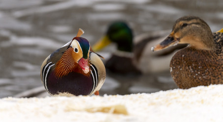 Similar image 21815285