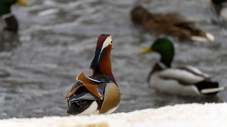 Similar image 21815686