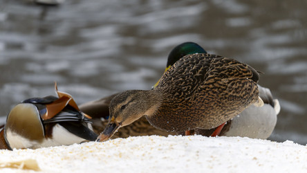 Similar image 21815355