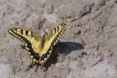 Similar image 21816006