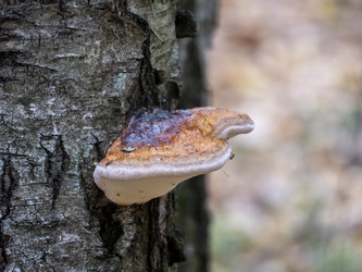 Similar image 21828194