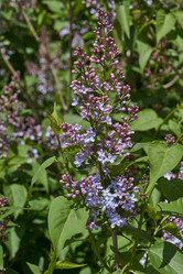 Similar image 21815862