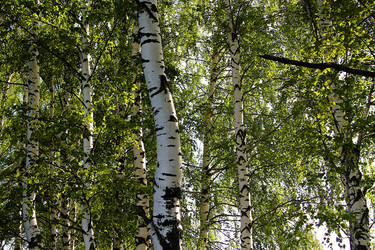 Similar image 21817954