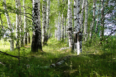 Similar image 21817955