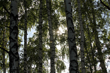 Similar image 21817956