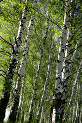 Similar image 21817961