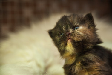 Similar image 21816612