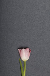 Similar image 21816656