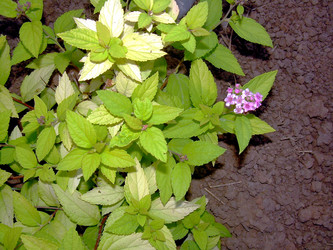 Similar image 21816712