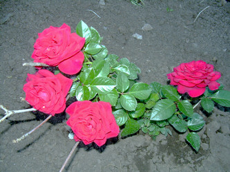 Similar image 21816729