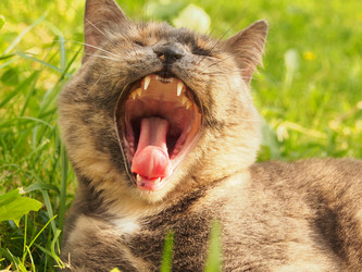 Similar image 21817004