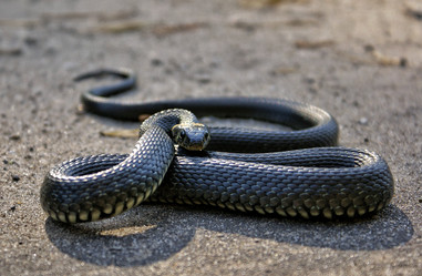 Similar image 21817010