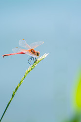 Similar image 21817011