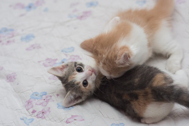 Similar image 21817033