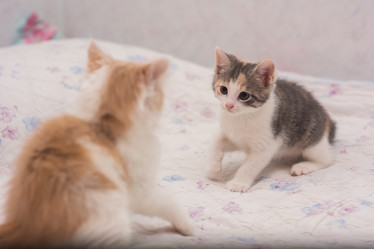 Similar image 21817034