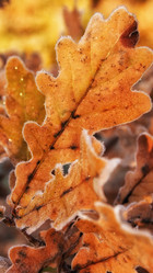 Similar image 21817062