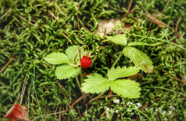 Similar image 21817077