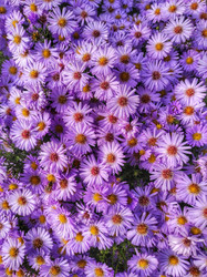 Similar image 21817083