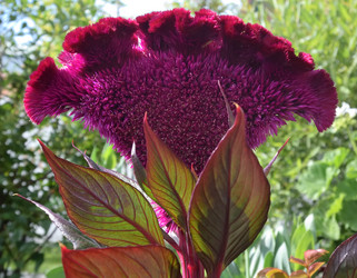 Similar image 21816858