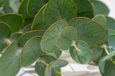 Similar image 21817602