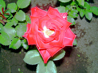 Similar image 21817165