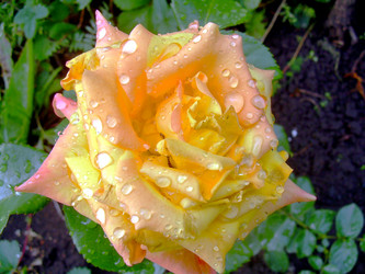 Similar image 21817171