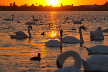 Similar image 21819528