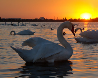 Similar image 21819529