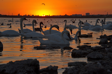 Similar image 21819534