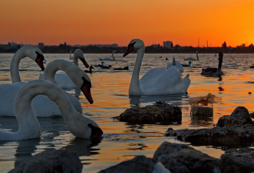 Similar image 21819536