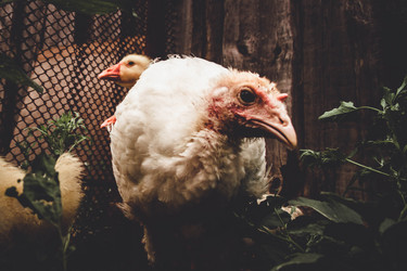 Similar image 21820901