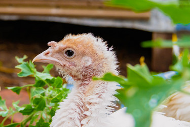 Similar image 21819622