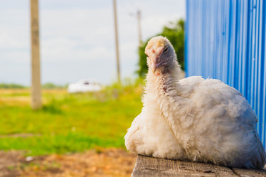 Similar image 21819650