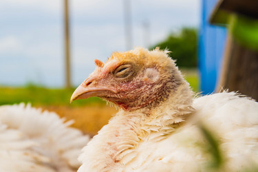 Similar image 21820436