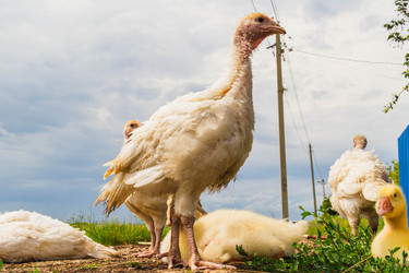 Similar image 21820449